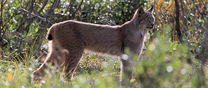 A lynx stands profile among vegetation. A lynx stands profile among vegetation.