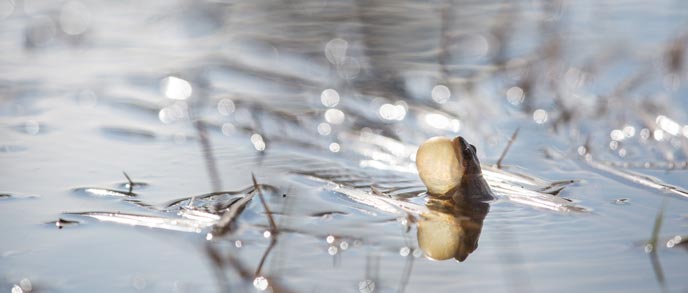 The head of a frog peaks out from water with a bulging throat The head of a frog peaks out from water with a bulging throat