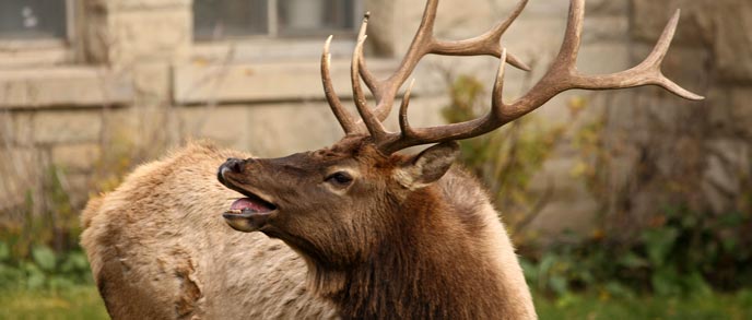 A bull elk with a large rack bugles A bull elk with a large rack bugles