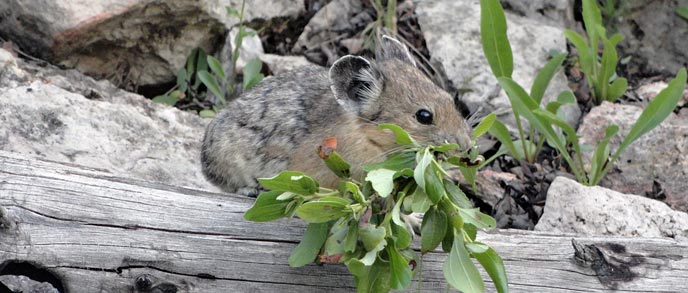 A pika with vegetation in its mouth A pika with vegetation in its mouth