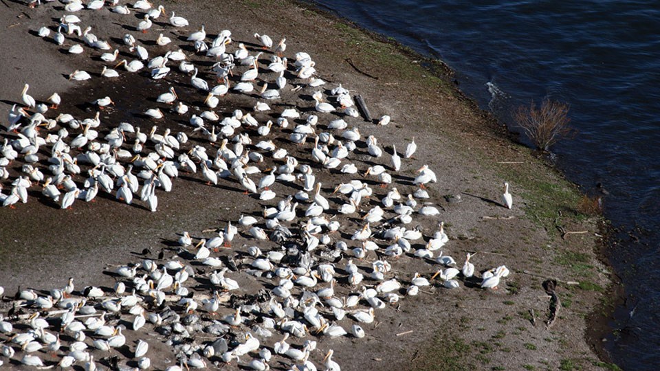 Many large white birds compose a flock on the shore of an island.