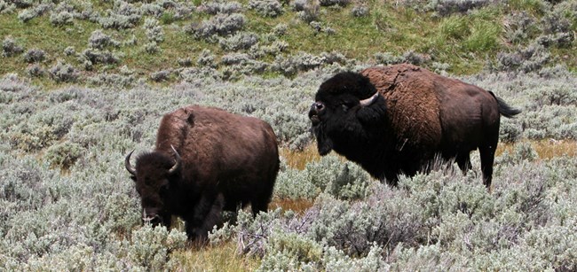 A bull bison follows a cow bison.