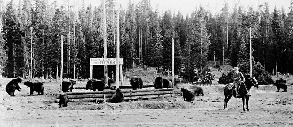 A large number of bears milling around eating and a ranger on horseback close by.