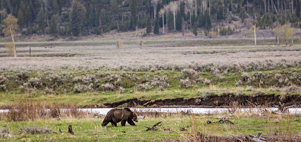 Grizzly Bears & Species Act - Yellowstone National Park (U.S. Park Service)