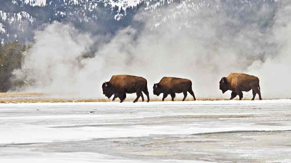 Bison walk in a snowy landscape Bison walk in a snowy landscape
