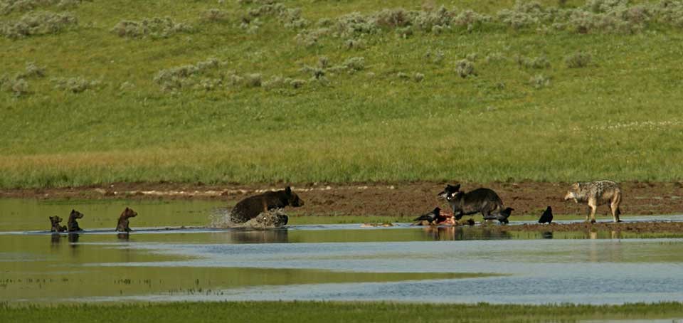 Grizzly bears, wolves, and ravens