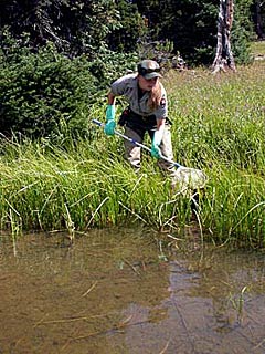 A biologist with a net searches the lake edge for amphibians. A biologist with a net searches the lake edge for amphibians.