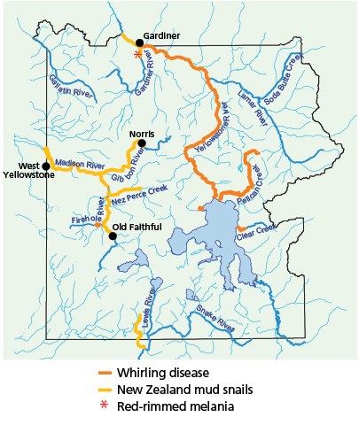 Whirling disease discovered in Yellowstone, Lewis, Firehole Rivers, Pelican & Clear Creeks. New Zealand mud snails have been discovered in Lewis, Madison, Firehole, Gibbon & Yellowstone Rivers, Nez Perce Creek. Red-rimmed melania in Gardiner River.