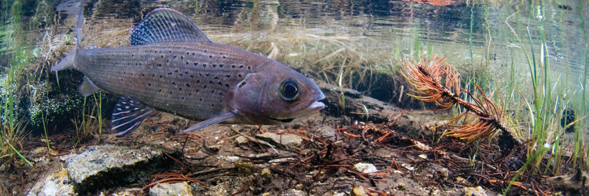 A submerged view of a fish in shallow water