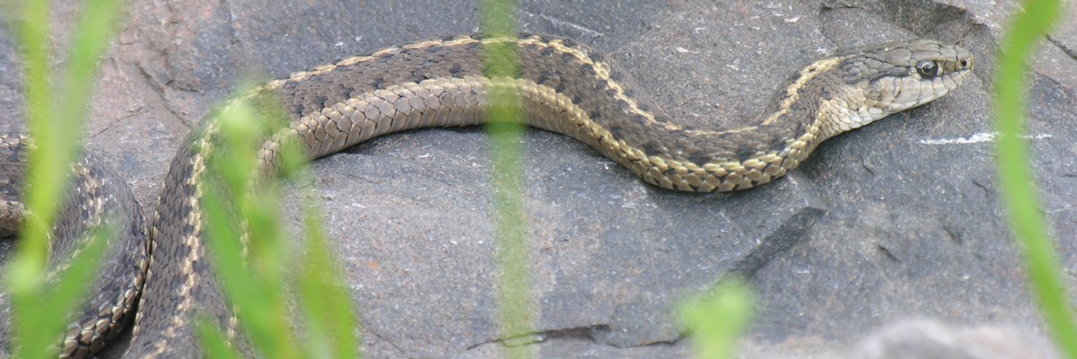 A white and gray striped snake with black dots