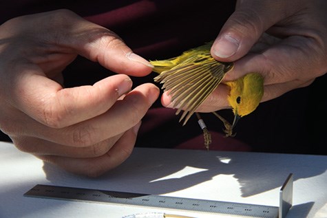 A pair of hands holds a small yellow bird near a measuring stick.
