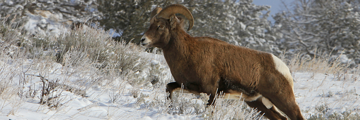 Bighorn Sheep climbs a snowy hillside Bighorn Sheep climbs a snowy hillside
