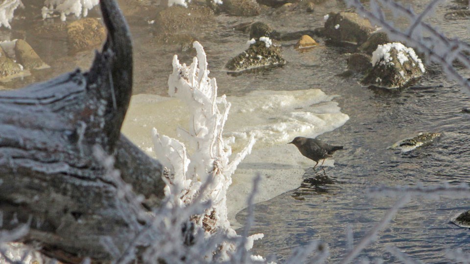 A small bird searching for insects along a snowy stream.