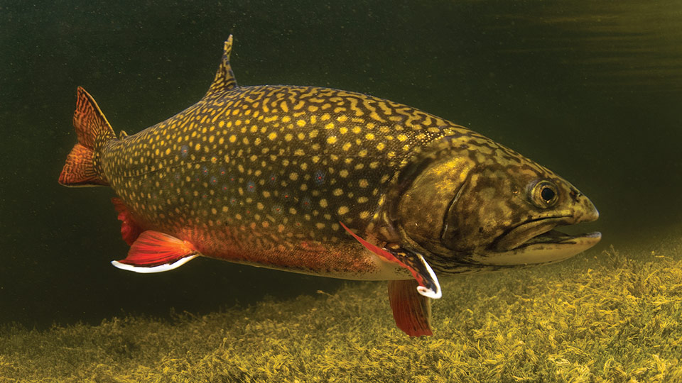 Eastern Brook Trout - Yellowstone National Park (U.S. National