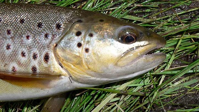 Brown trout laying on grass and mud