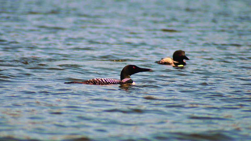 Two birds with red eyes, black heads, and striped necks swim in a lake