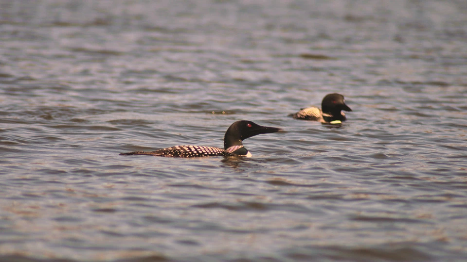 Two loons Two birds with red eyes, black heads, and striped necks swim in a lake