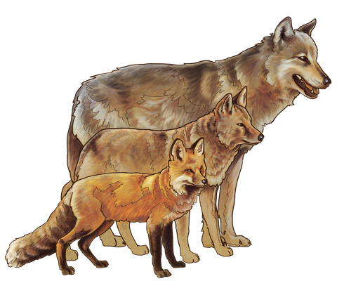 Wolf Species Size Chart