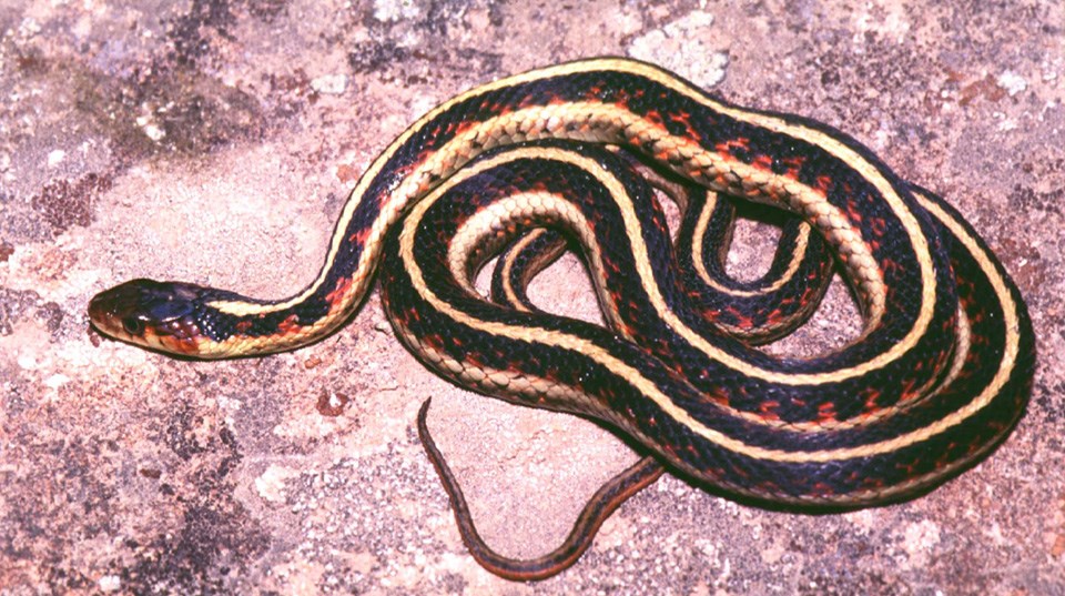 Garter Snake Fast Facts (U.S. National Park Service)