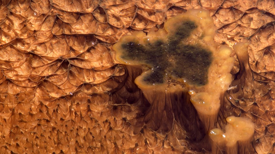 Orangish columns of bacteria growing in hydrothermal runoff water. Orangish columns of bacteria growing in hydrothermal runoff water.