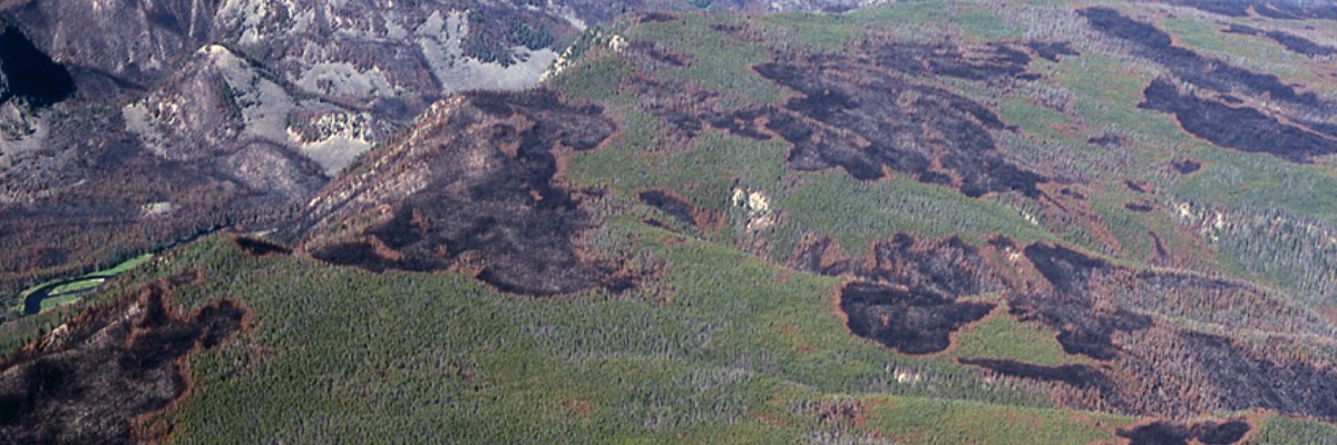 Charred mosaic patterns in trees on a mountain