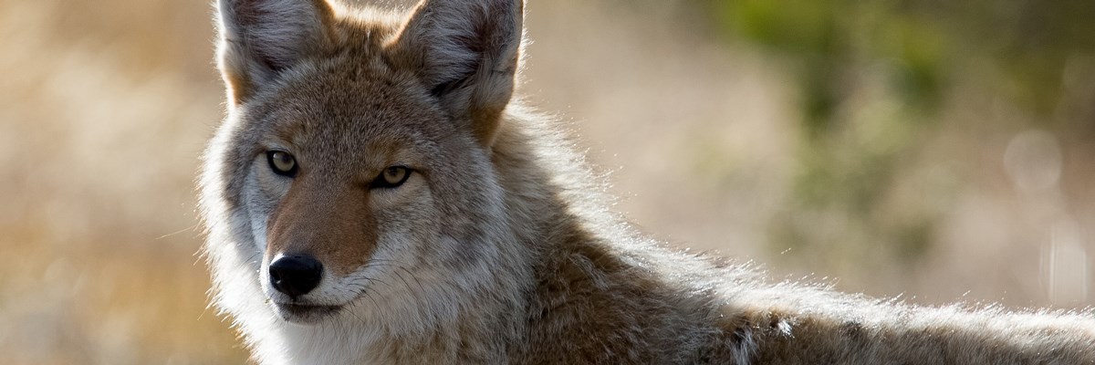 The stare of a coyote