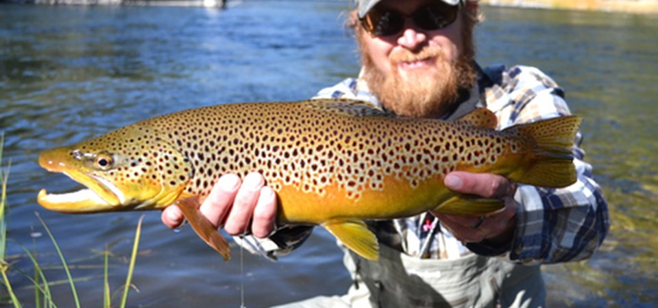 Brown Trout - Yellowstone National Park (U.S. National Park Service)