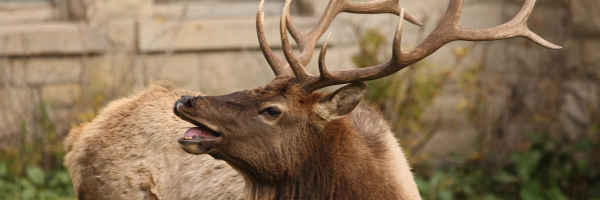 A bull elk with a large rack bugles A bull elk with a large rack bugles