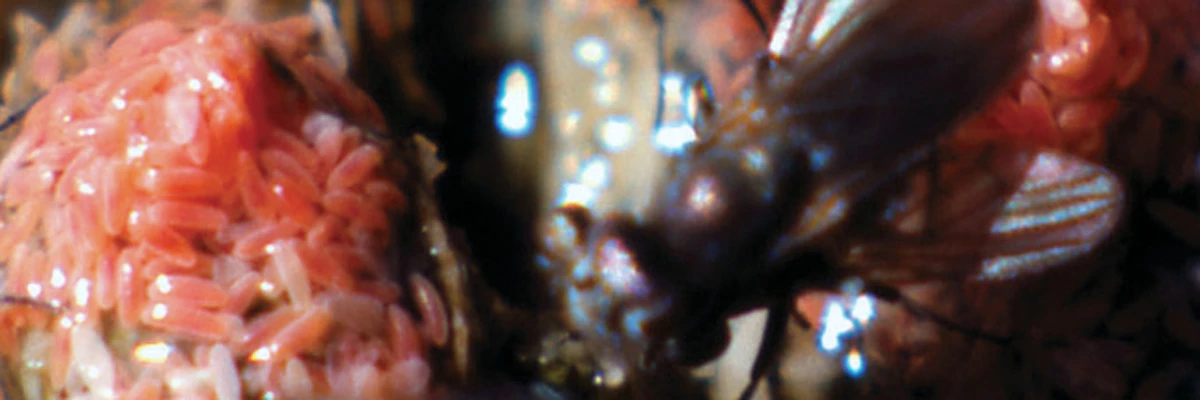 A fly rests near a clump of eggs