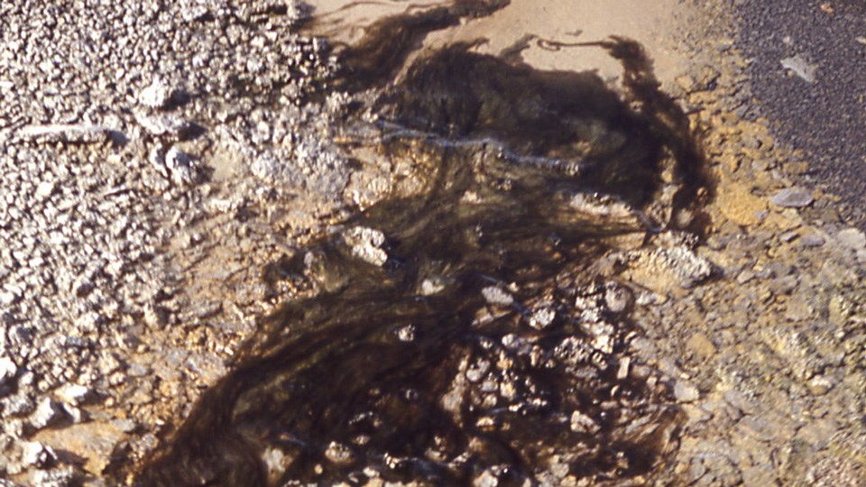 Dark green algal mats growing in runoff water.