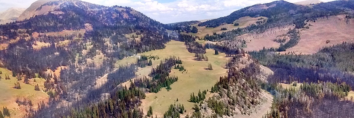 An aerial view of hillsides with green trees, burned and blackened trees, and open spaces in a mosaic An aerial view of hillsides with green trees, burned and blackened trees, and open spaces in a mosaic