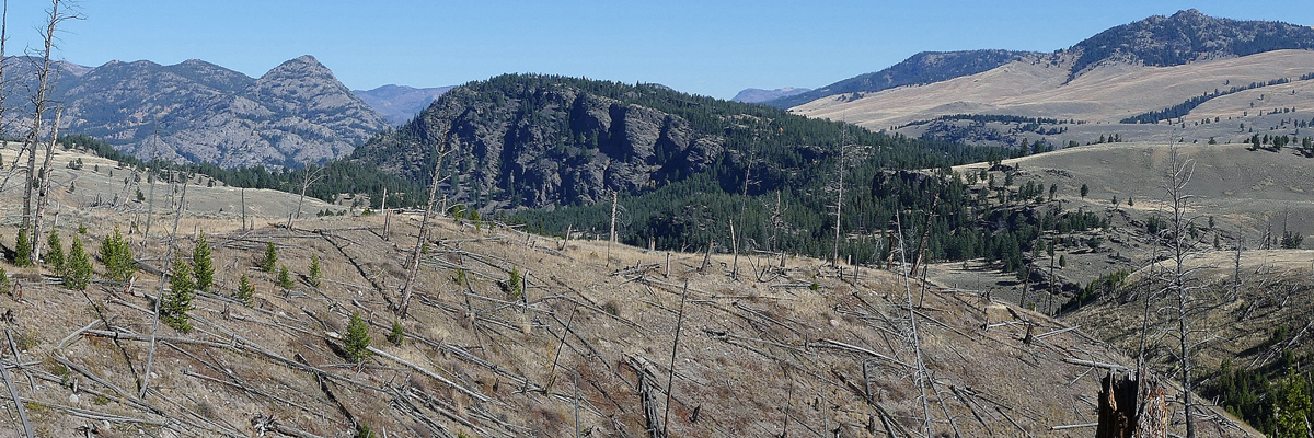 Bare tree trunks and small pine trees cover a hillside in front of another hill covered in a mature forest Bare tree trunks and small pine trees cover a hillside in front of another hill covered in a mature forest