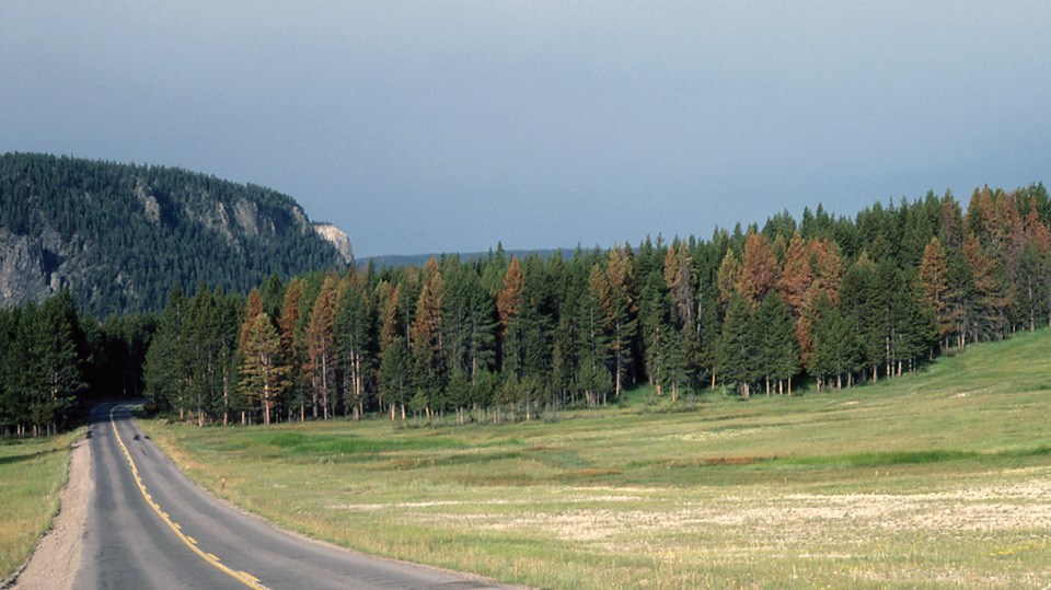 Lodgepole pine along the road