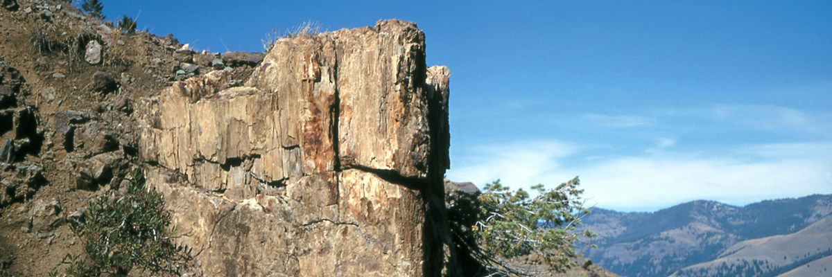 A petrified tree on a hill with mountains in the background