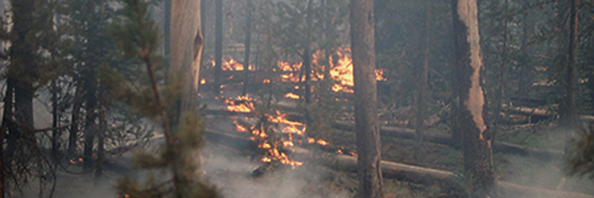 Small flames on a forest floor