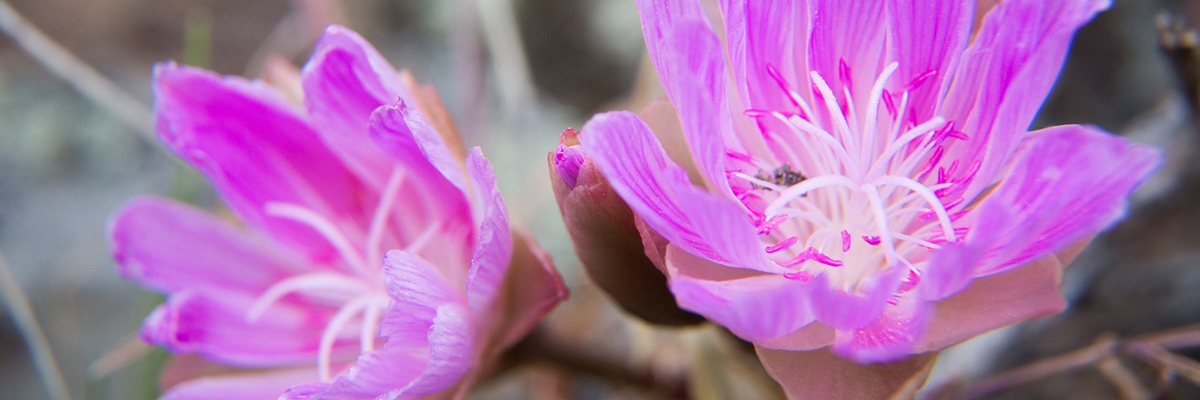 Bright pink flowers with fuzzy edges Bright pink flowers with fuzzy edges