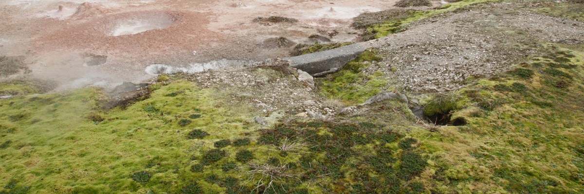 Moss at the edges of mud pots Moss at the edges of mud pots