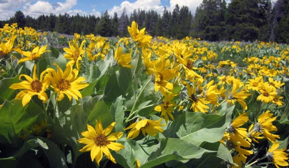Wildflowers - Yellowstone National Park (U.S. National Park Service)