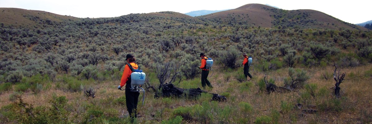 Three people in orange tops wearing backpack sprayers walk along spraying plants.