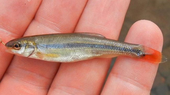 Lake chub being held by an angler