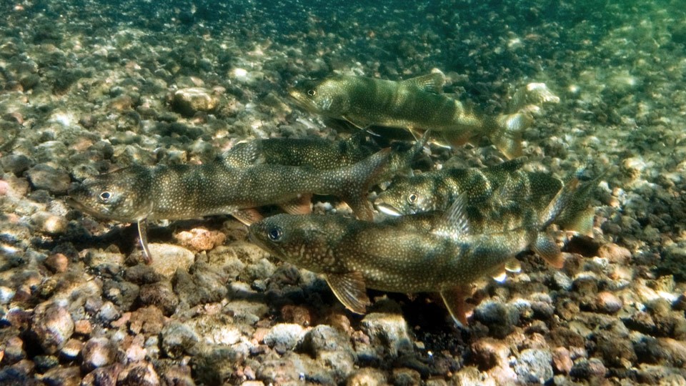Lake trout spawning Lake trout spawning