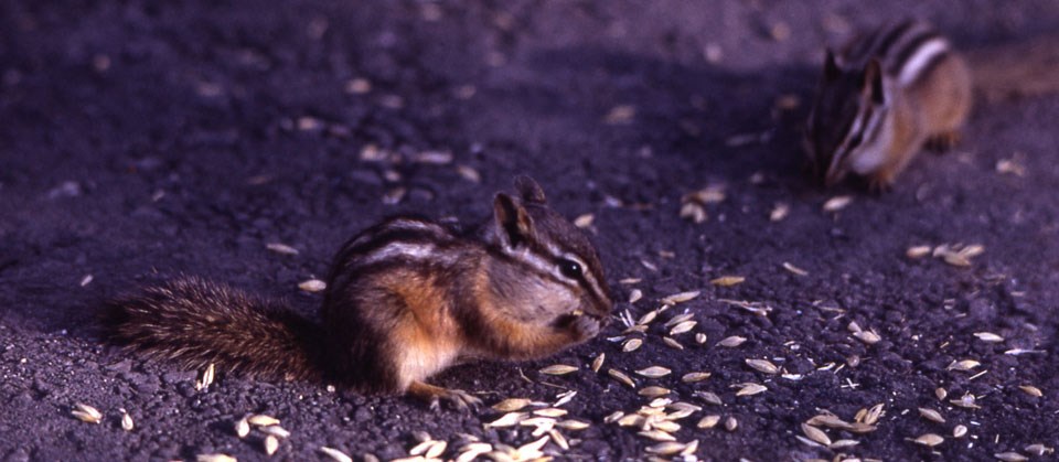 Least chipmunks eating some seeds