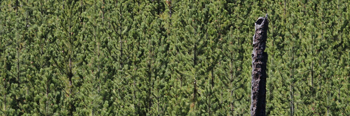 The tops of pine trees cover a slope with a lone bare tree trunk The tops of pine trees cover a slope with a lone bare tree trunk