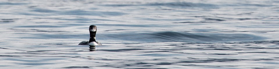 A lone loon swimming across a lake.