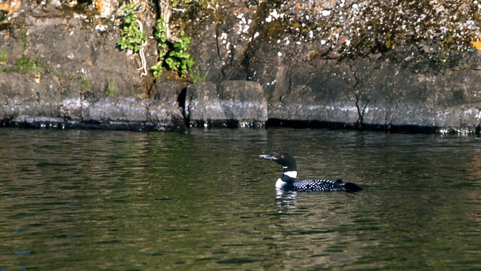 A lone loon swimming on a lake near a rock cliff. A lone loon swimming on a lake near a rock cliff.