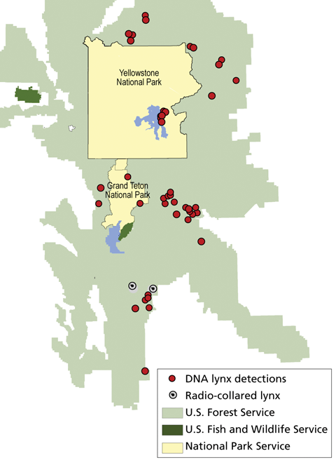 A map of the boundaries of Yellowstone, Grand Teton, surrounding forest land and wildlife refuges with scattered dots