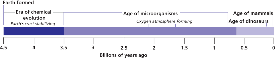 Timeline showing the dominant forms of life during earth's history.