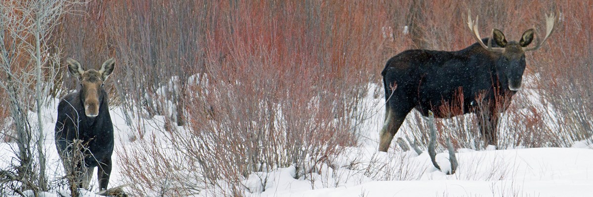 Two large moose in snow among willows Two large moose in snow among willows