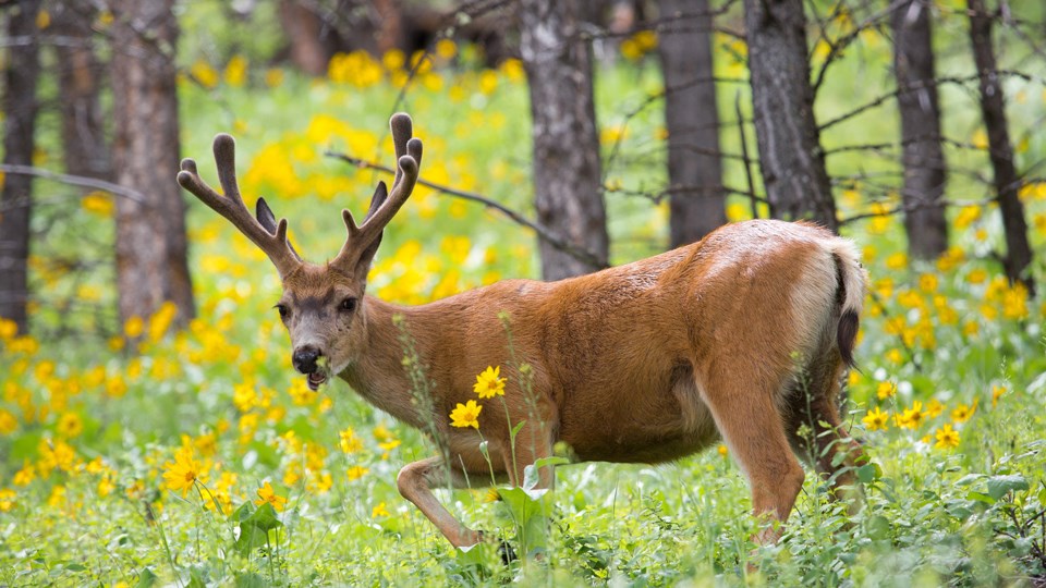 A mule deer buck grazing in an alpine meadow.