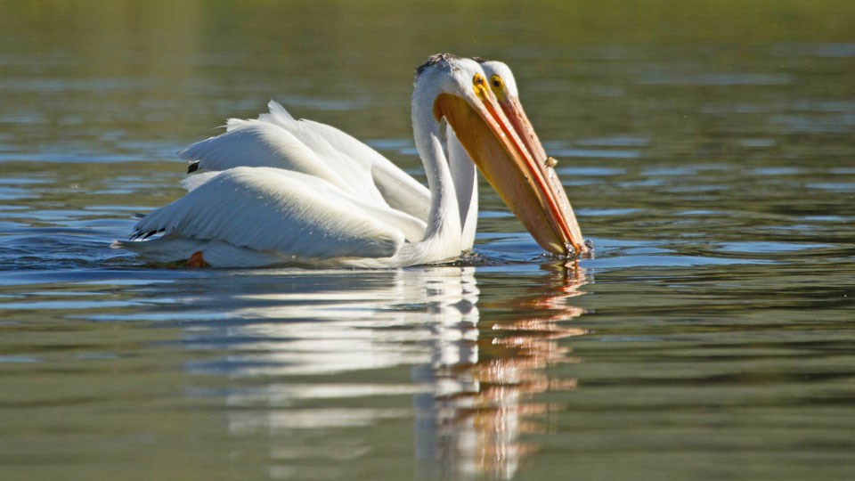 Two American white pelicans swimming on a lake. Two American white pelicans swimming on a lake.